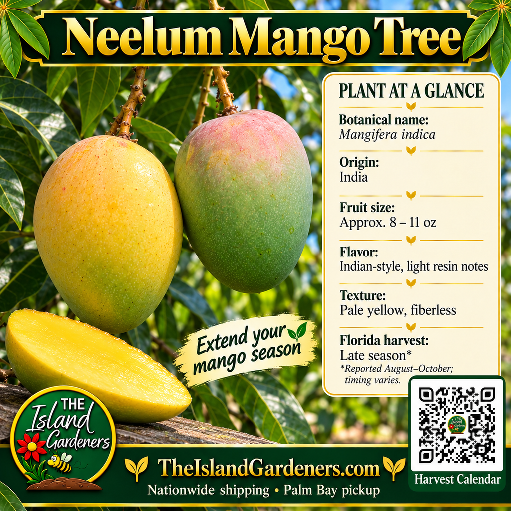Neelum mango product graphic with oval green-yellow fruit, pale yellow flesh, growing information, The Island Gardeners logo, and Harvest Calendar QR code.