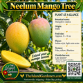 Neelum mango product graphic with oval green-yellow fruit, pale yellow flesh, growing information, The Island Gardeners logo, and Harvest Calendar QR code.