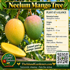Neelum mango product graphic with oval green-yellow fruit, pale yellow flesh, growing information, The Island Gardeners logo, and Harvest Calendar QR code.