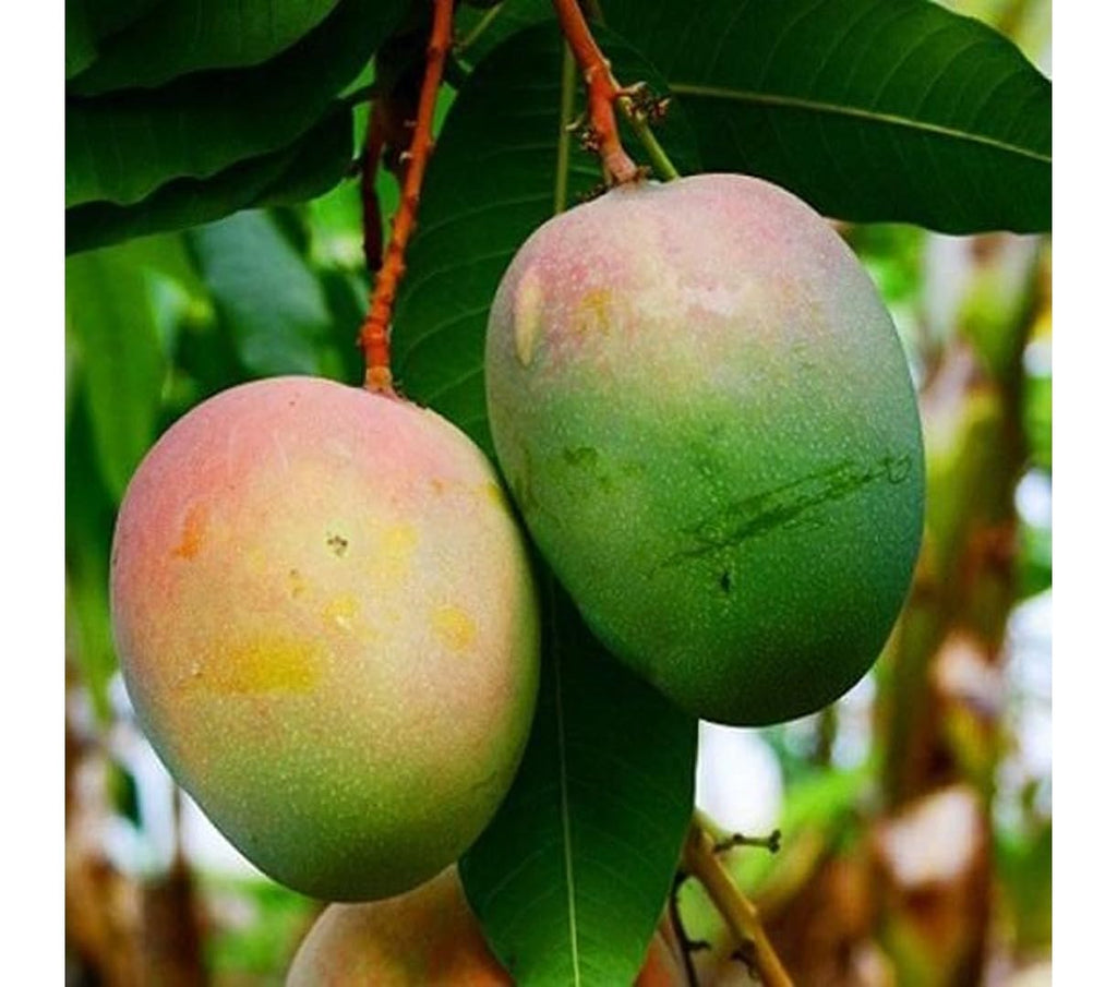 Two oval green mangoes with yellow and muted pink shoulders hanging among leaves.