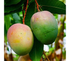 Two oval green mangoes with yellow and muted pink shoulders hanging among leaves.