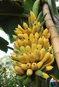Goldfinger Banana Plant