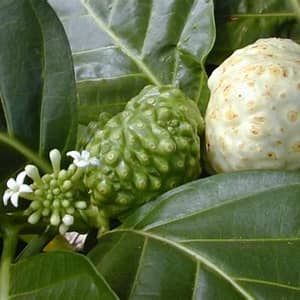 Noni Fruit and flowers on the Noni plant