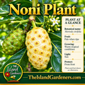 Cream-colored noni fruit and green developing fruit on a branch with glossy leaves and small white flowers. 
