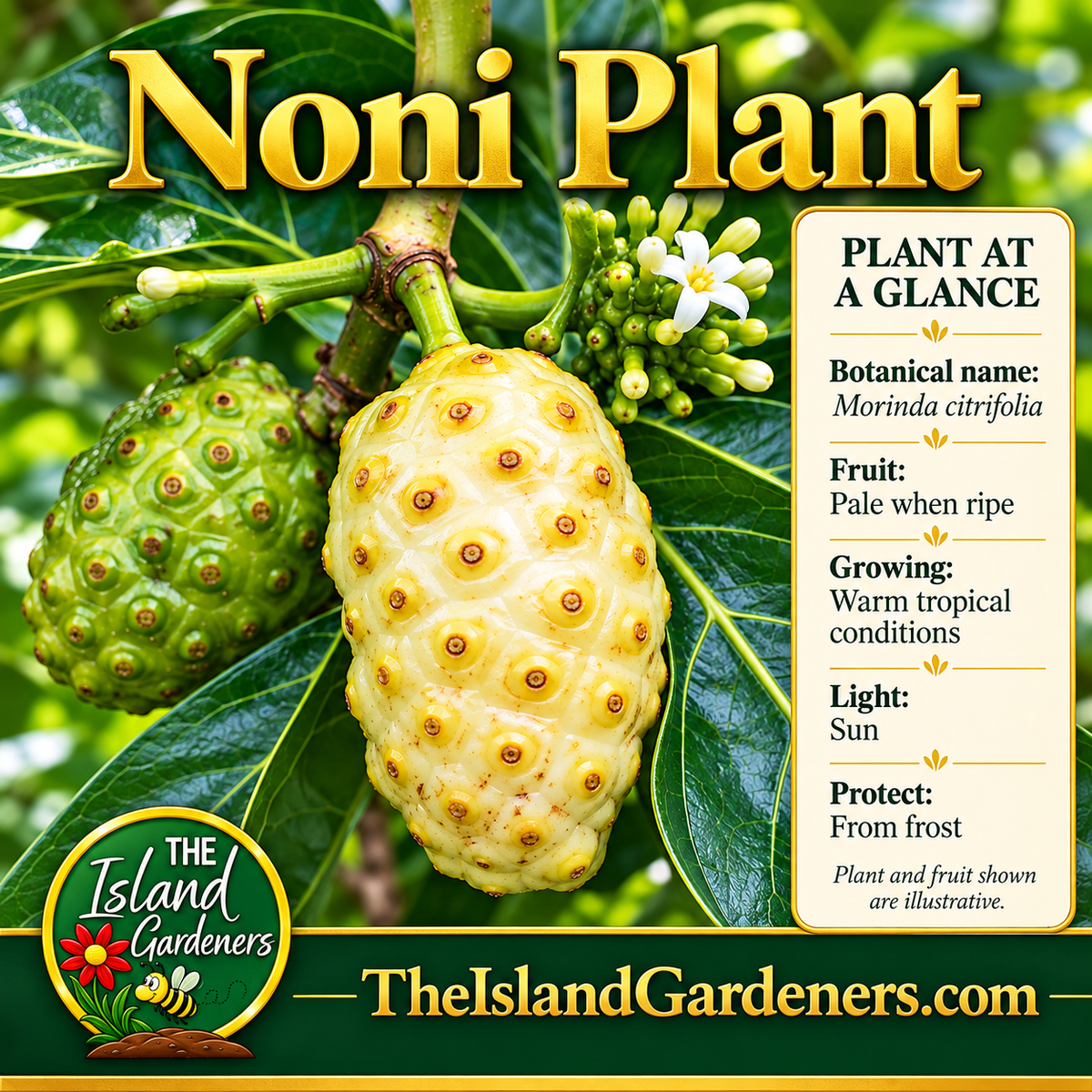 Cream-colored noni fruit and green developing fruit on a branch with glossy leaves and small white flowers. 