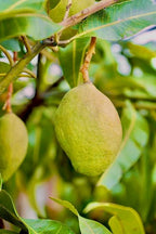 Green-yellow ovate O-15 mango hanging among mango leaves