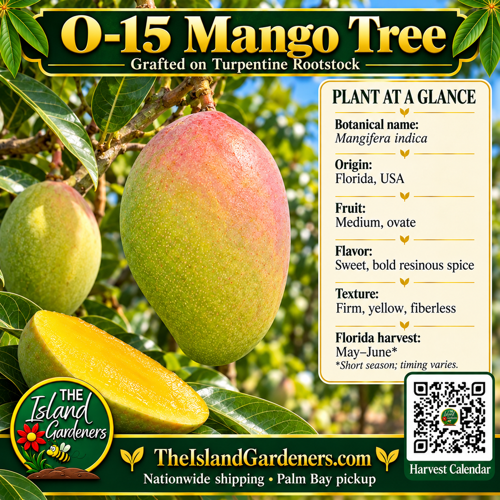 O-15 Mango Tree graphic with ovate fruit, plant facts, grafted Turpentine rootstock label and Harvest Calendar QR
