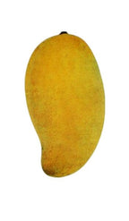 Okrung Mango Tree