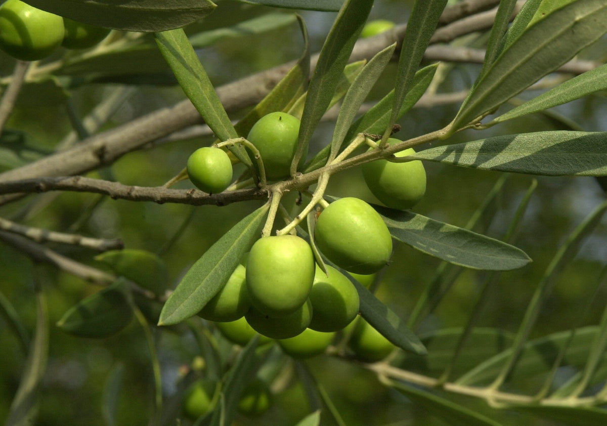 Olive Tree (Olea europaea)