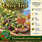Olive branch with green and purple olives beside a rustic bowl of pitted olives and a bottle of olive oil. 
