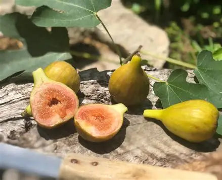 Olympian fig cut open to show its interior pulp