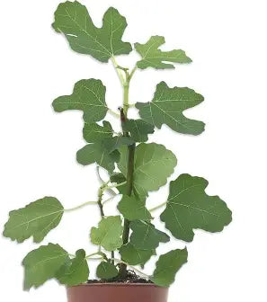 Olympian fig tree growing in a patio container