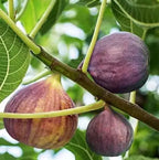 Olympian figs growing among green leaves