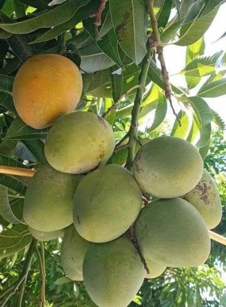 Orange Sherbet Mango tree growing in a Florida food forest