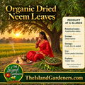 Woman in a red saree holding a steaming cup beside a brass teapot beneath a neem tree at sunset. 