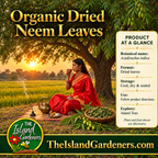 Woman in a red saree holding a steaming cup beside a brass teapot beneath a neem tree at sunset. 