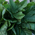 Jamaican Callaloo Seeds
