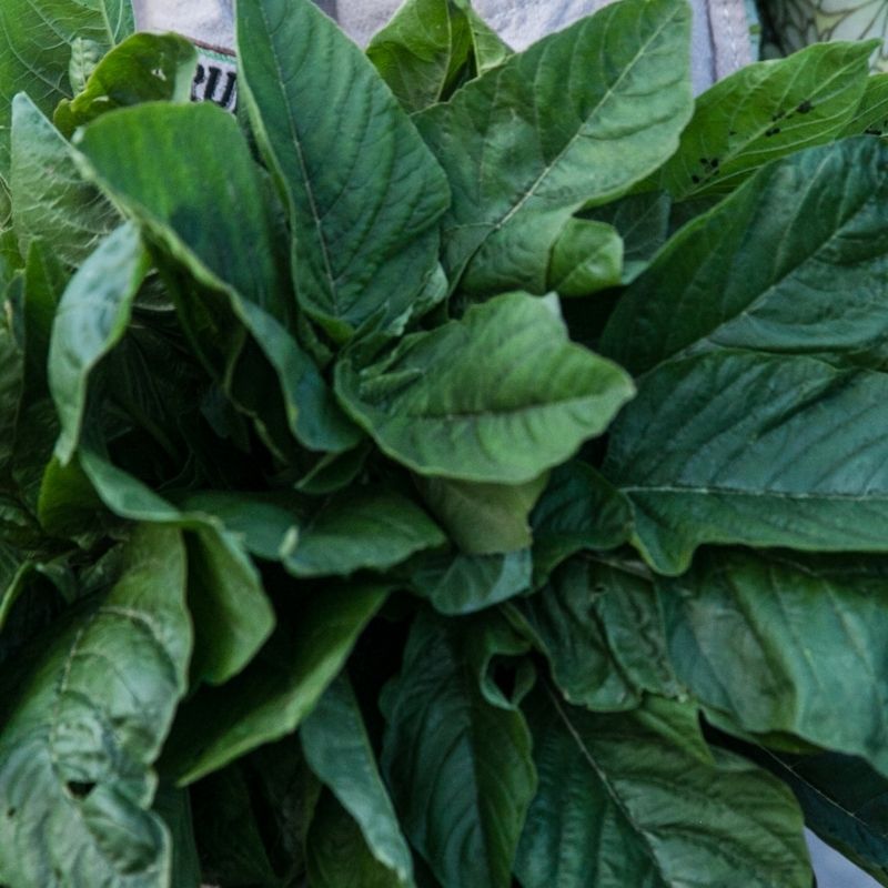 Jamaican Callaloo Seeds