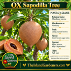 OX sapodilla graphic showing a broad russet-brown fruit tapering to a pointed tip, leafy branches, a tree background, and The Island Gardeners branding.