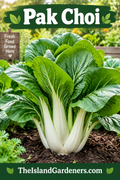 Pak Choy Seeds