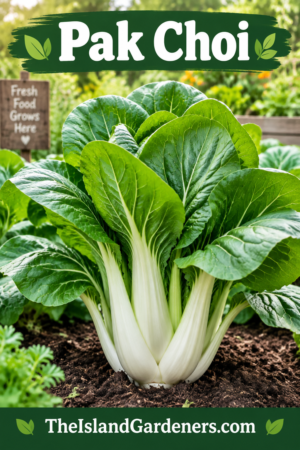 Pak Choy Seeds