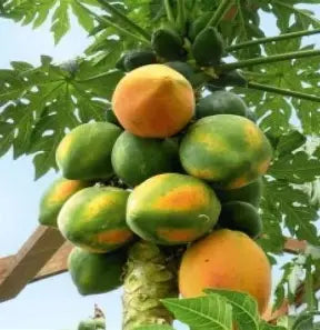 Green and yellow-orange papayas clustered around a trunk beneath large lobed leaves.