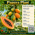 Papaya plant graphic with fruit clustered around the trunk, orange cut fruit with black seeds, growing information, logo, and Harvest Calendar QR code.