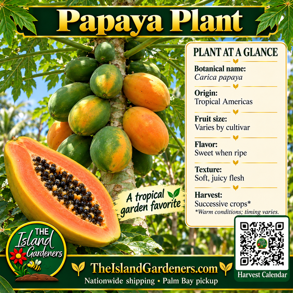 Papaya plant graphic with fruit clustered around the trunk, orange cut fruit with black seeds, growing information, logo, and Harvest Calendar QR code.