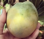 Hand holding a broad green and yellow-green mango with natural skin markings.