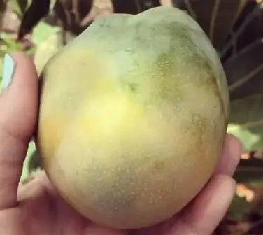 Hand holding a broad green and yellow-green mango with natural skin markings.