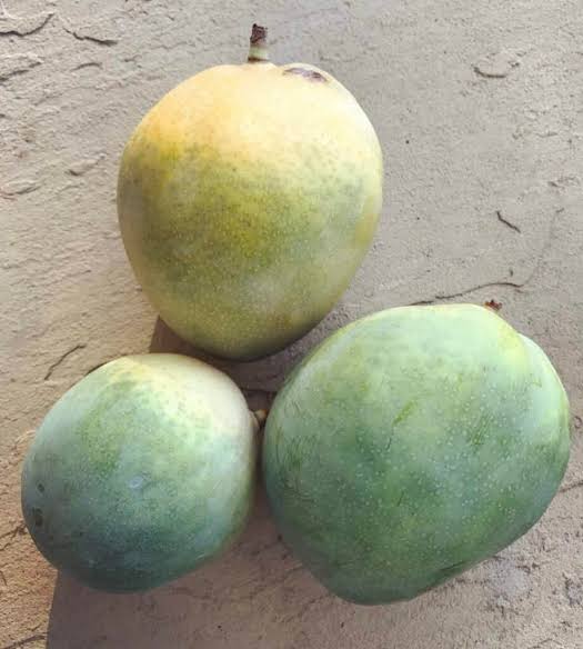 Plump green mango hanging among narrow green leaves on a branch.