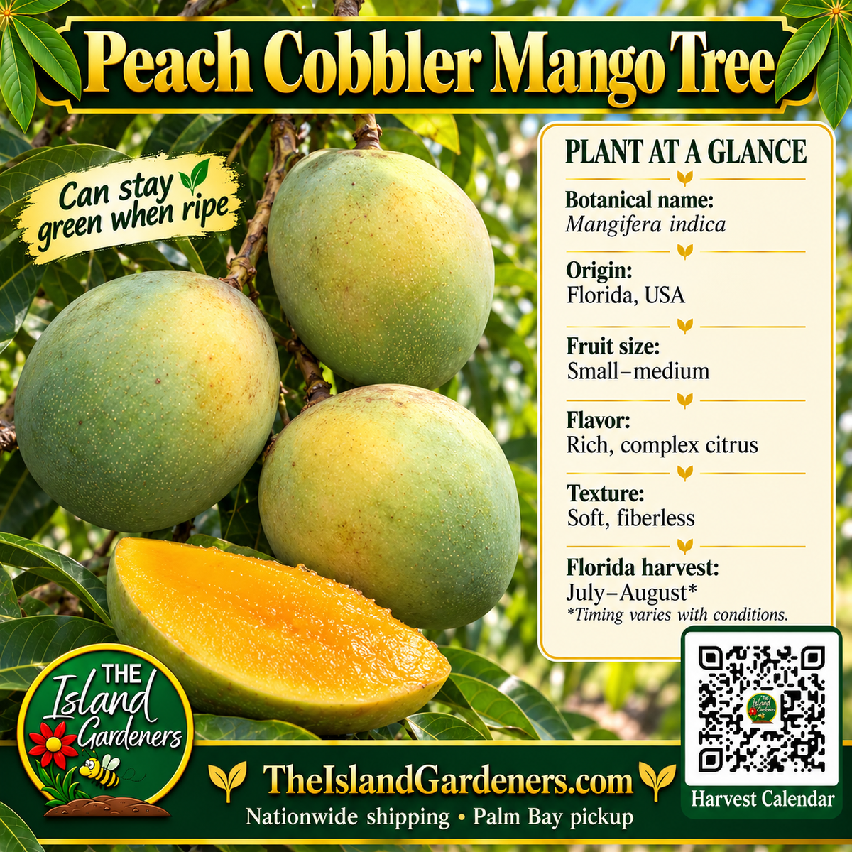 Peach Cobbler mango product graphic with green fruit, orange flesh, growing information, The Island Gardeners logo, and Harvest Calendar QR code.