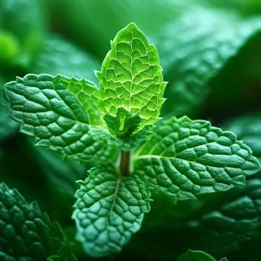 Green fresh peppermint tea leaves
