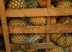 White Jade Pineapple Plant – Sweet White-Flesh Pineapple