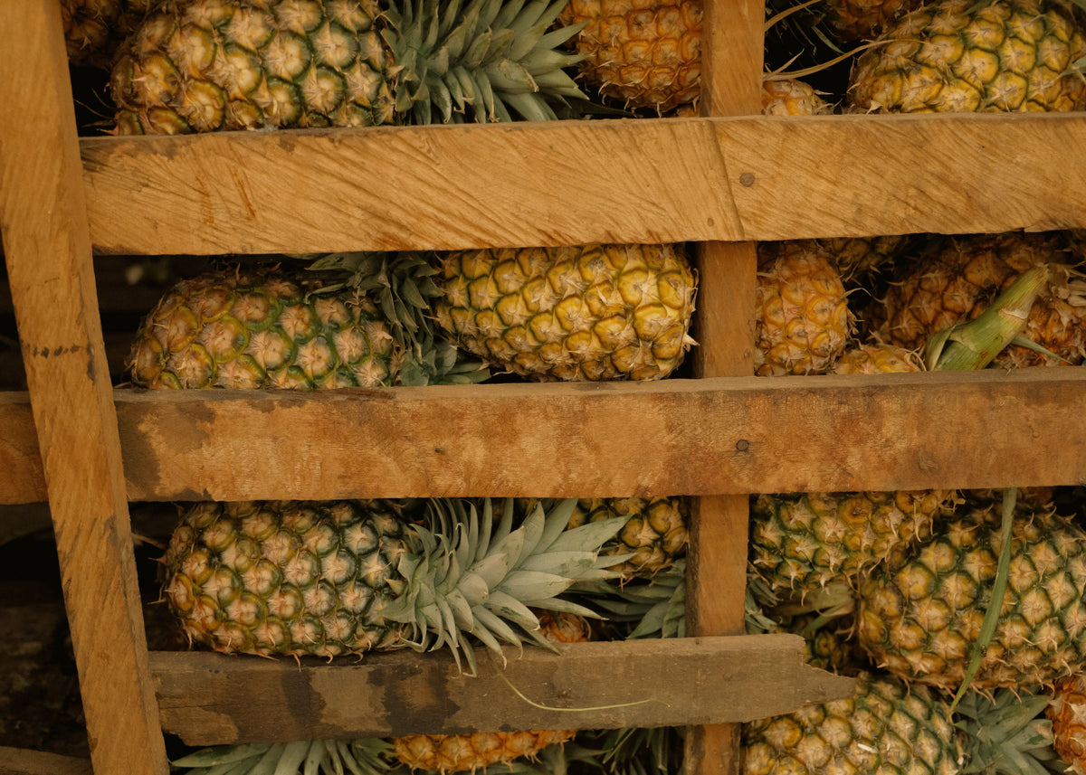 White Jade Pineapple Plant – Sweet White-Flesh Pineapple