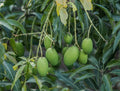 Bombay Mango Tree — A Jamaican Favorite