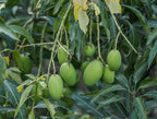 Bombay Mango Tree — A Jamaican Favorite