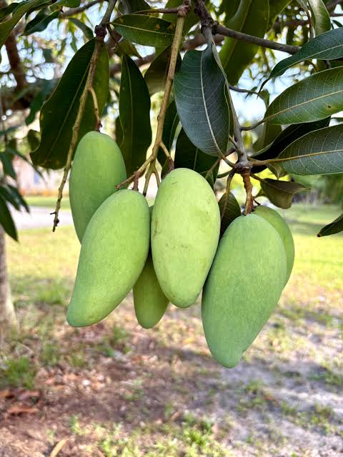Elongated green Philippine mangoes hanging in a cluster beneath narrow mango leaves
