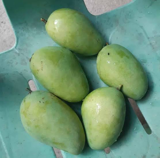 Five harvested green Philippine mangoes with slender tapered shapes on a teal surface