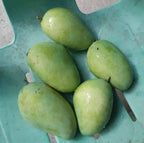 Five harvested green Philippine mangoes with slender tapered shapes on a teal surface