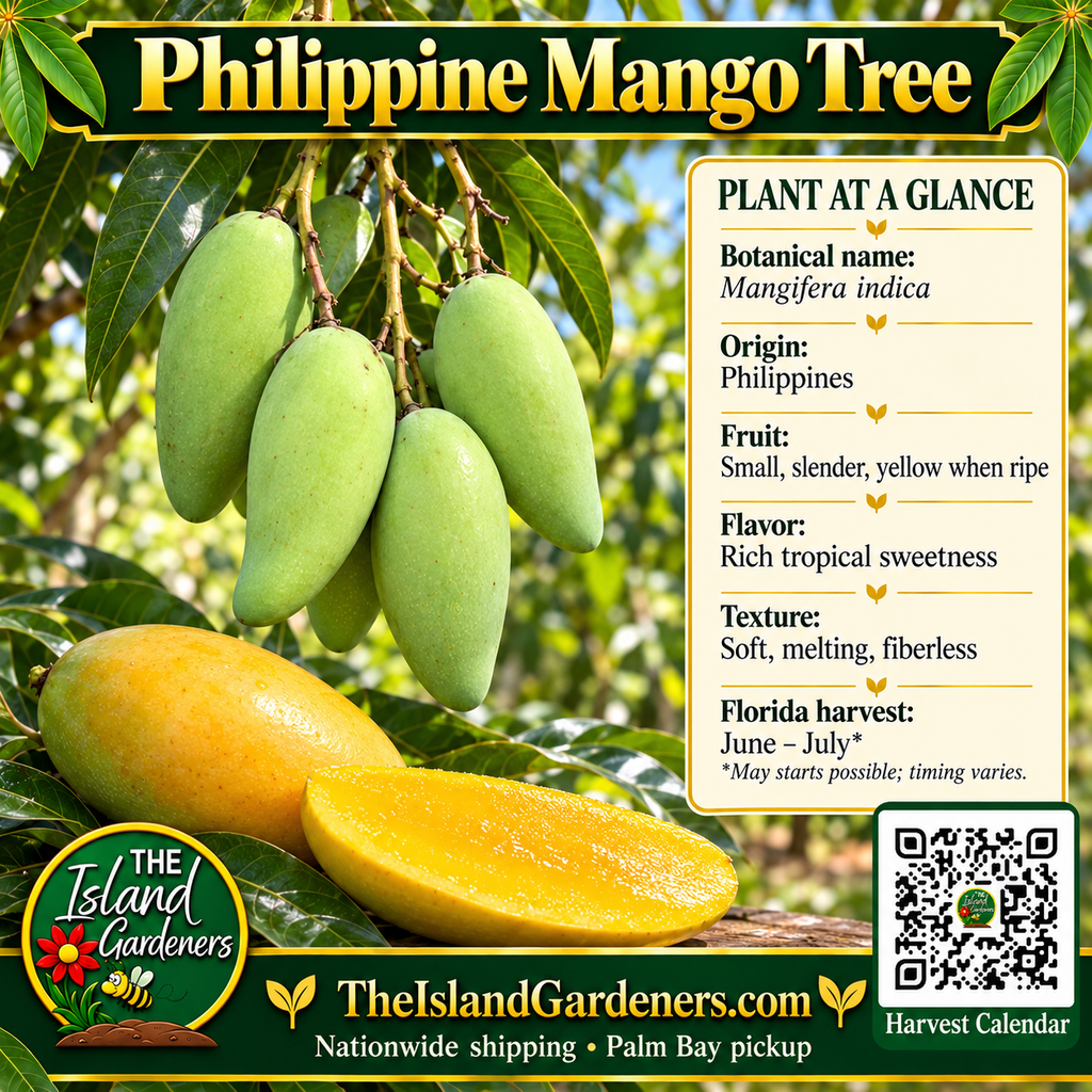 Philippine Mango Tree product graphic with slender green and ripe yellow fruit, plant facts, Island Gardeners branding and Harvest Calendar QR code
