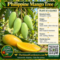 Philippine Mango Tree product graphic with slender green and ripe yellow fruit, plant facts, Island Gardeners branding and Harvest Calendar QR code