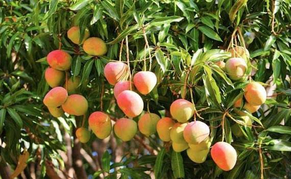 Numerous red, orange, and yellow-green mangoes hanging among narrow leaves.