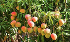 Numerous red, orange, and yellow-green mangoes hanging among narrow leaves.