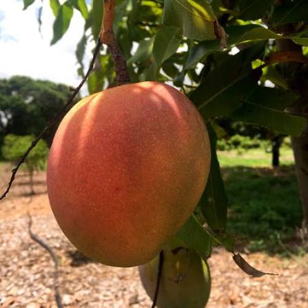 Broad red-orange mango hanging beside a leafy branch in an orchard.