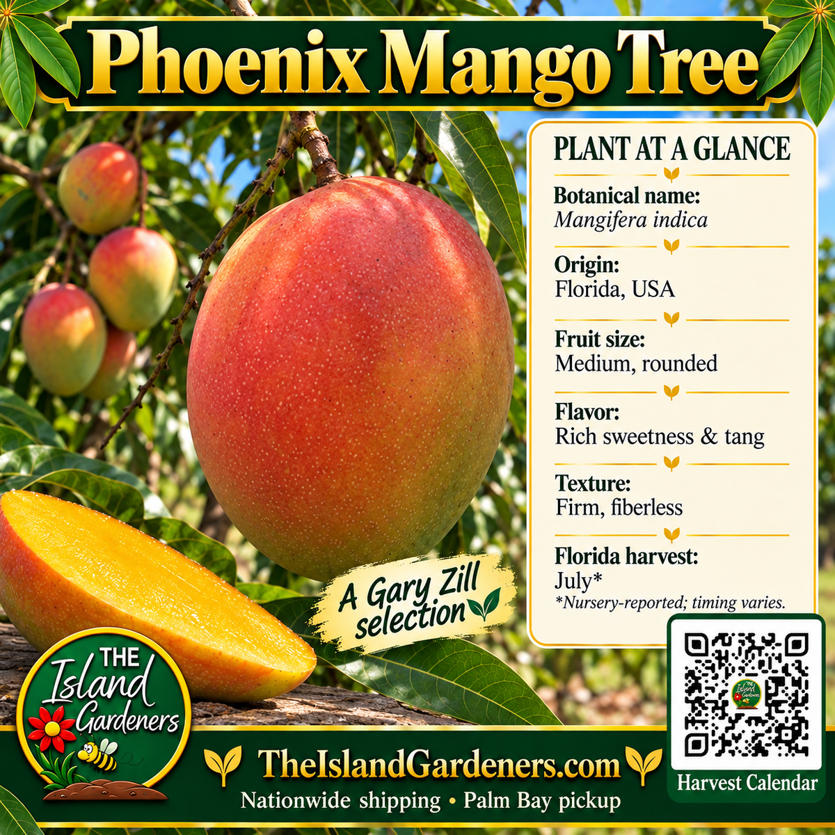 Phoenix mango graphic with red-orange fruit, yellow-orange flesh, growing information, The Island Gardeners logo, and Harvest Calendar QR code.
