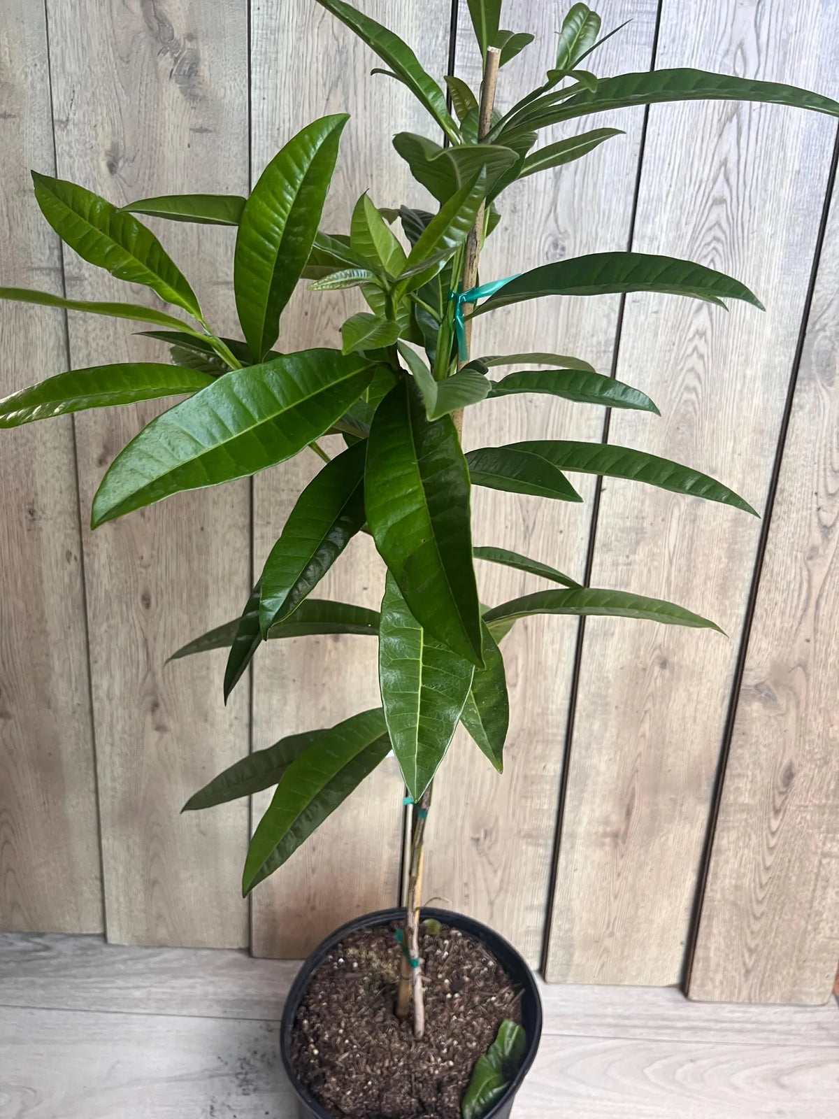 Pimento allspice tree Pimenta dioica growing in a nursery container
