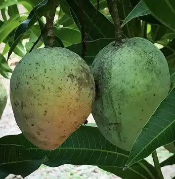 Two green and yellow-green mangoes hanging among dark green leaves.