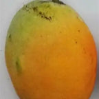 Close-up of a golden-yellow mango with a green shoulder and natural dark skin markings.