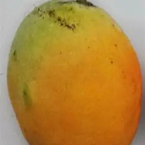 Close-up of a golden-yellow mango with a green shoulder and natural dark skin markings.